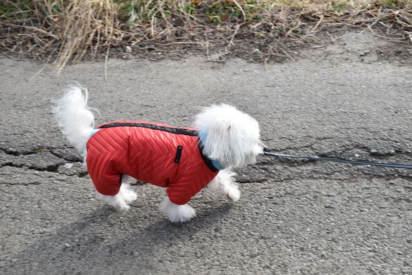 ワンニャン