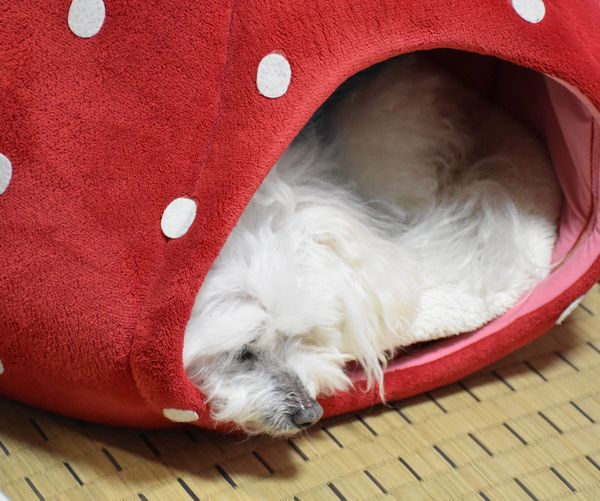 ワンニャン