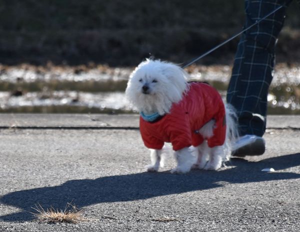 ワンニャン