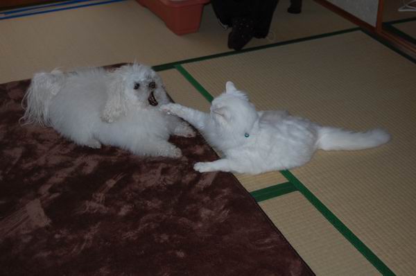 ワンニャン