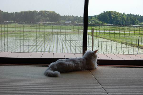 ワンニャン
