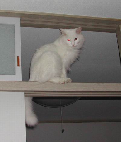 ワンニャン