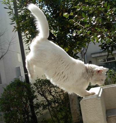 ワンニャン