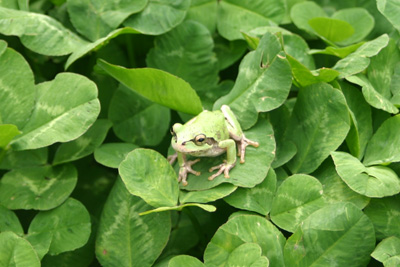 ւ