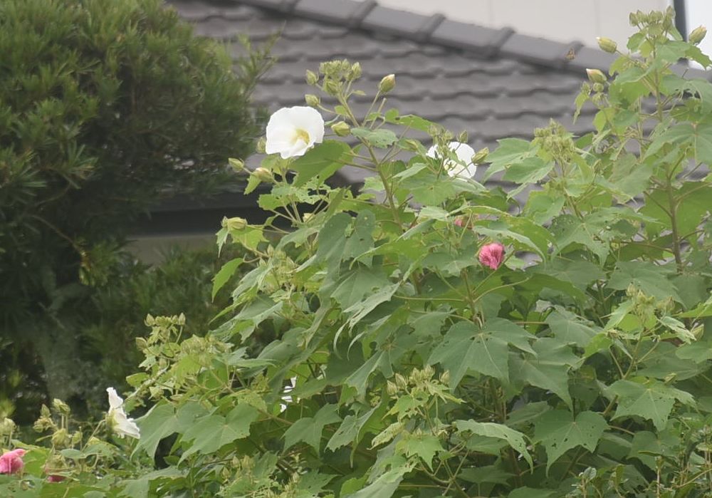 新生活